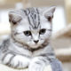 Psychic Reading, Psychic Phone Readings, Psychic Readings, Karmik Channels, Psychic Medium, Animal Communicator