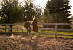 Equine Sessions, Horse, Karmik Channels