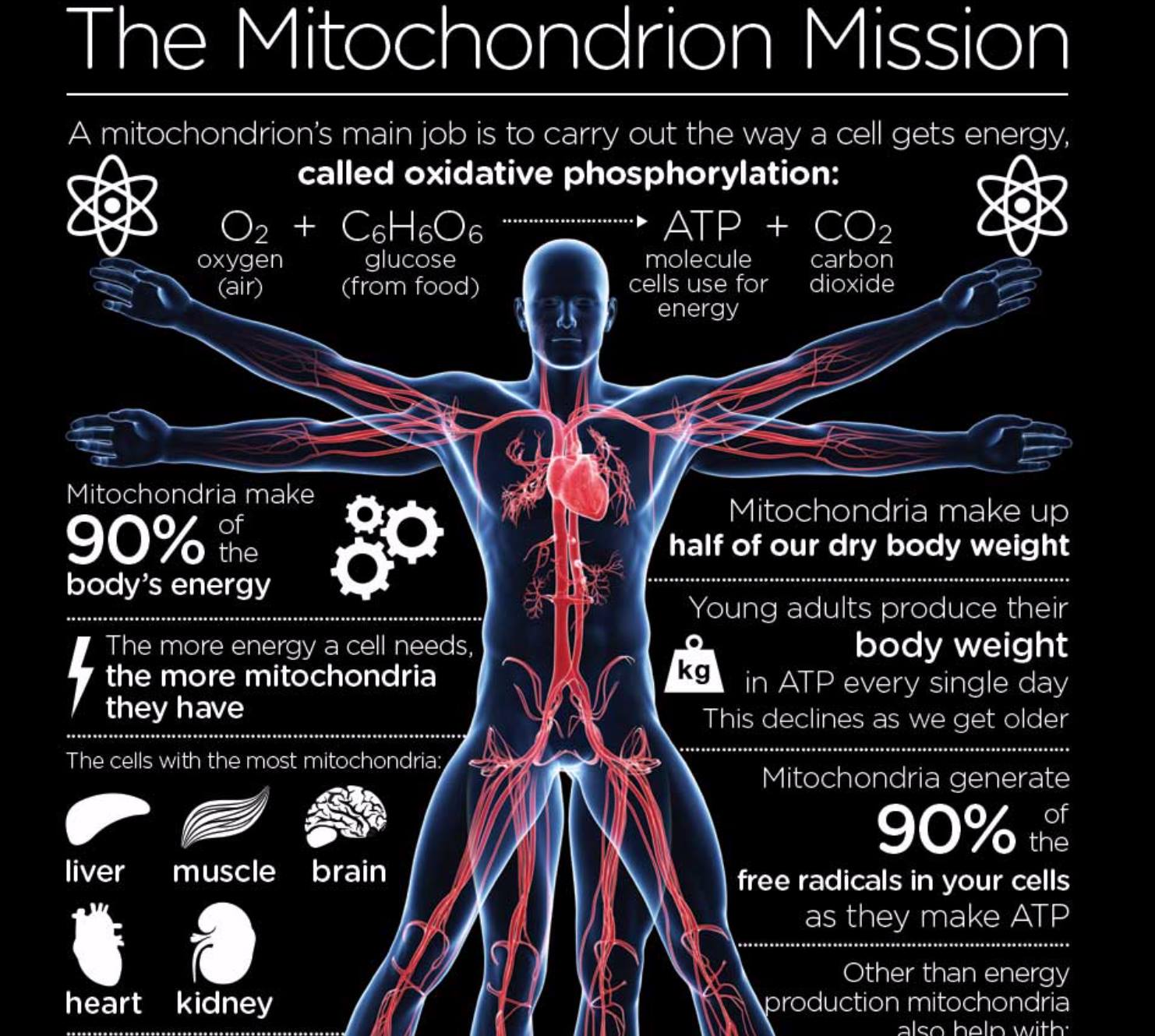 Mitochondria, Health, EMF Assessment, EMF Mitigation