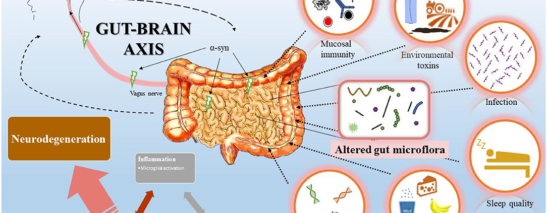 Gut-Brain Axis
