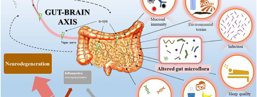 Gut-Brain Axis
