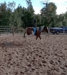 Horse Activities